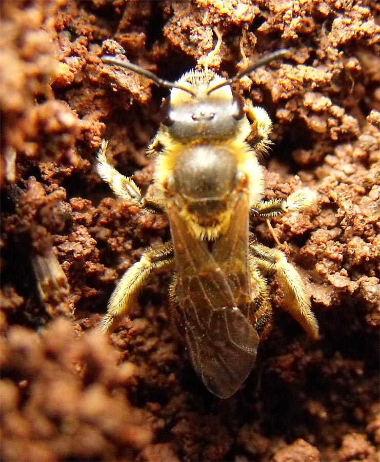 Apoideo scavatore: Femmina di Halictus sp.